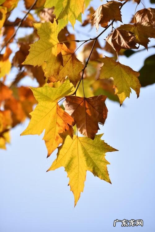 柏树是松树的一种吗 柏树是风水树吗