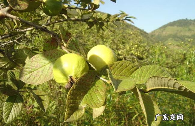 柏树是松树的一种吗 柏树是风水树吗