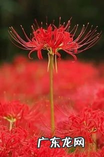 彼岸花伤感唯美句子文案 彼岸花的花语和寓意和象征