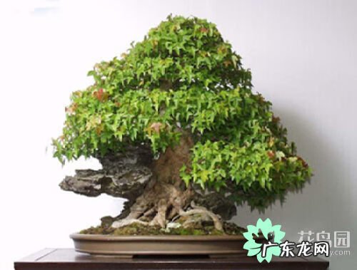 摇钱树放在哪里好风水 摇钱树有什么风水作用