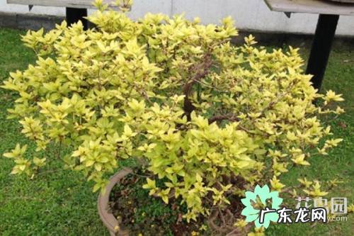 摇钱树放在哪里好风水 摇钱树有什么风水作用