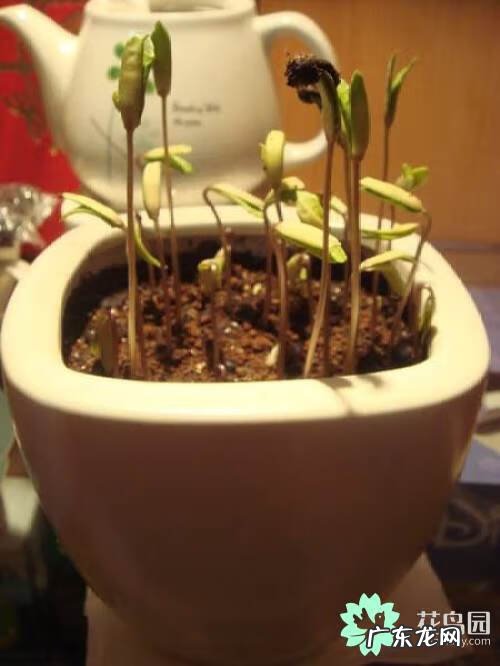 摇钱树放在哪里好风水 摇钱树有什么风水作用