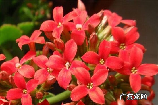 长寿花有什么好处和坏处 长寿花有毒吗对人有害吗