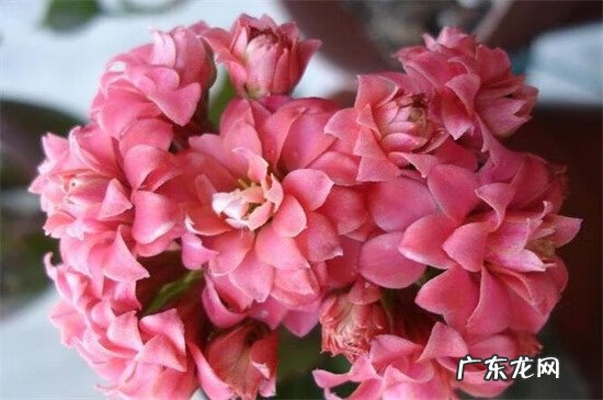 长寿花有什么好处和坏处 长寿花有毒吗对人有害吗