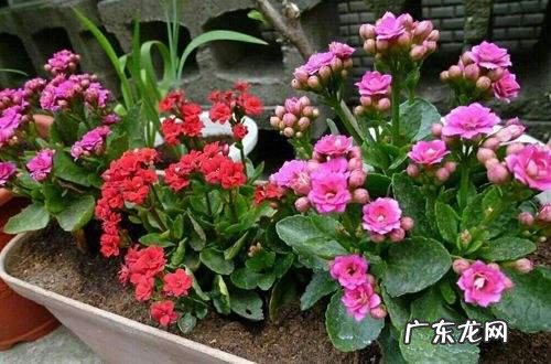 长寿花有什么好处和坏处 长寿花有毒吗对人有害吗