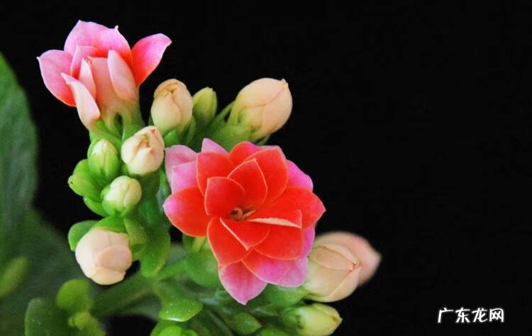 长寿花有什么好处和坏处 长寿花有毒吗对人有害吗