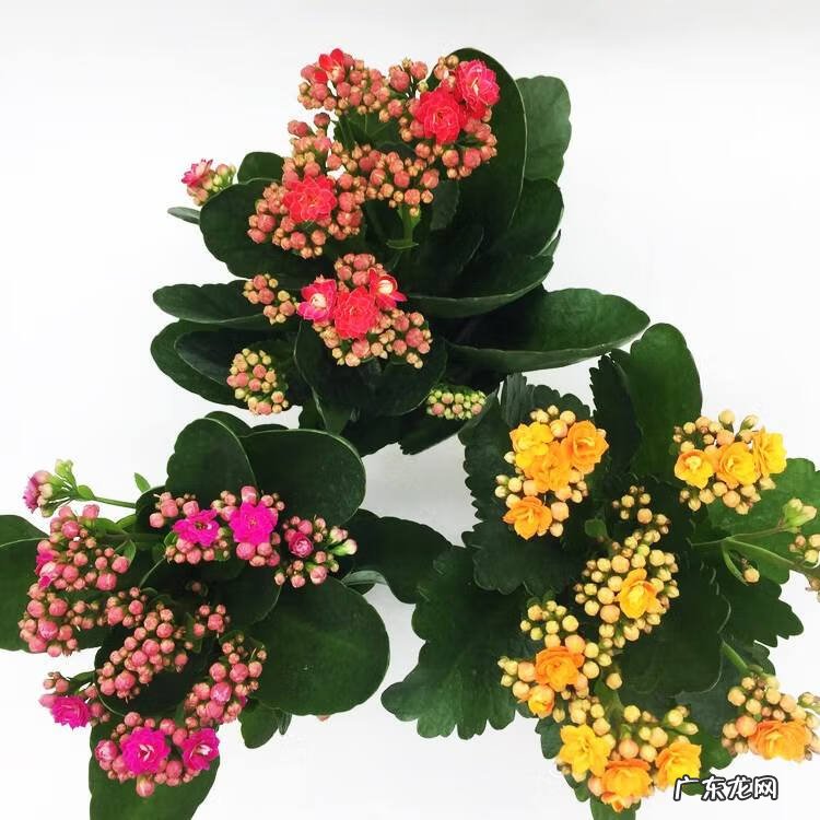 长寿花有什么好处和坏处 长寿花有毒吗对人有害吗