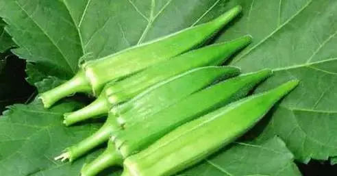黄秋葵的做法大全家常菜 黄秋葵的做法大全