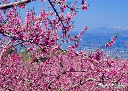 春天有哪些水果是当季的 春天的水果都有哪些