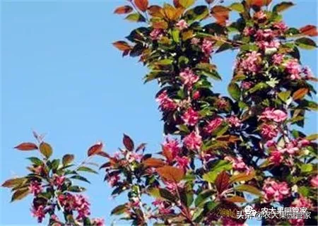 春天有哪些水果是当季的 春天的水果都有哪些