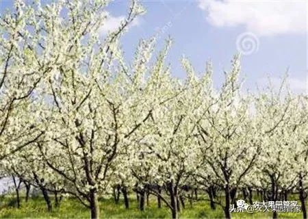 春天有哪些水果是当季的 春天的水果都有哪些