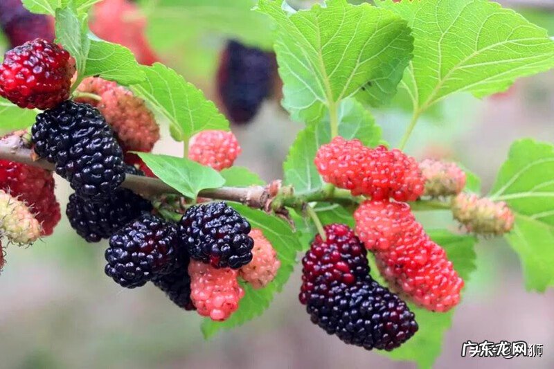 一亩地要种多少棵桑树 窗户外有棵桑树好吗