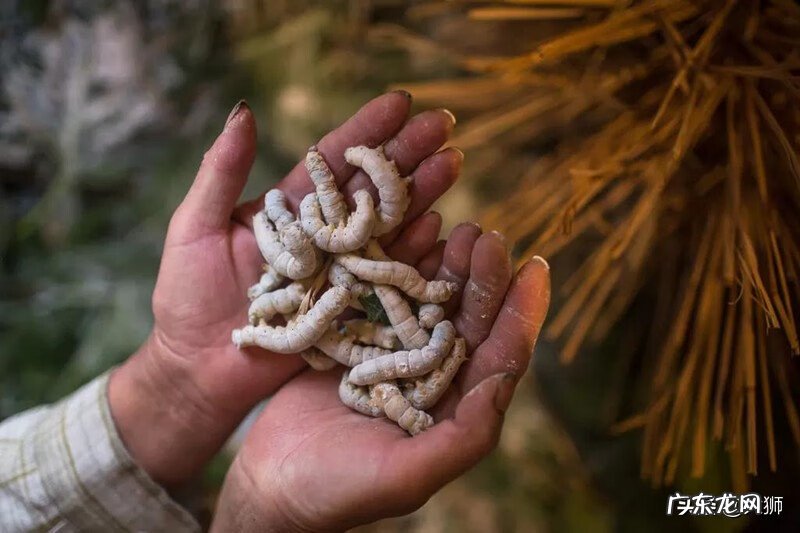 一亩地要种多少棵桑树 窗户外有棵桑树好吗