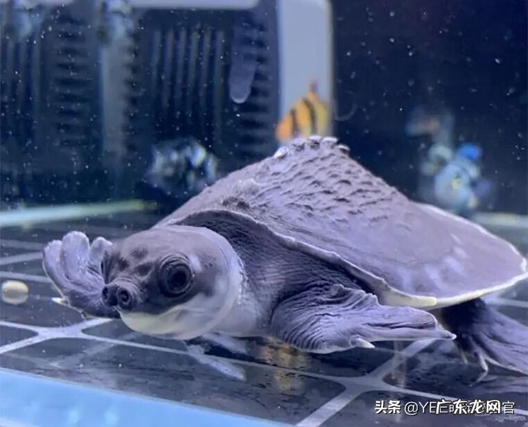 金龙鱼风水 猪鼻龟金色