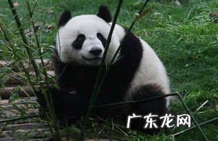寿命最长的熊猫活了多少岁 熊猫寿命一年是人类多少岁呢