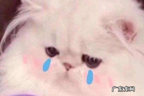 我真的蚌埠住了是什么意思 蚌埠住了是什么意思