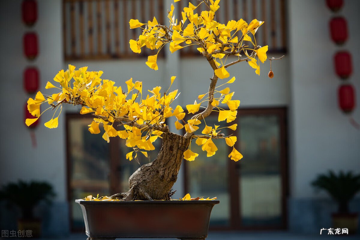什么的杏叶 银杏叶图的风水