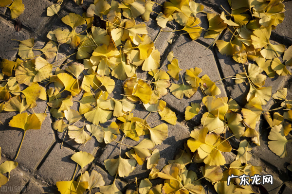 什么的杏叶 银杏叶图的风水