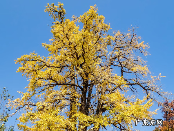 什么的杏叶 银杏叶图的风水