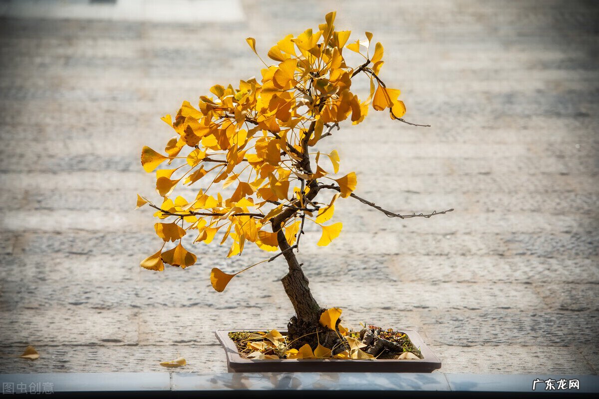 什么的杏叶 银杏叶图的风水