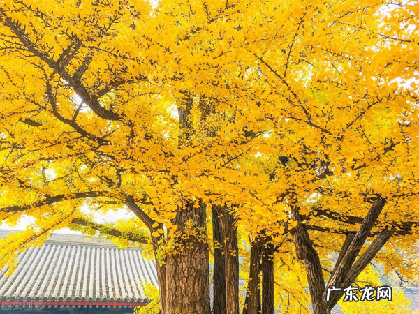 什么的杏叶 银杏叶图的风水