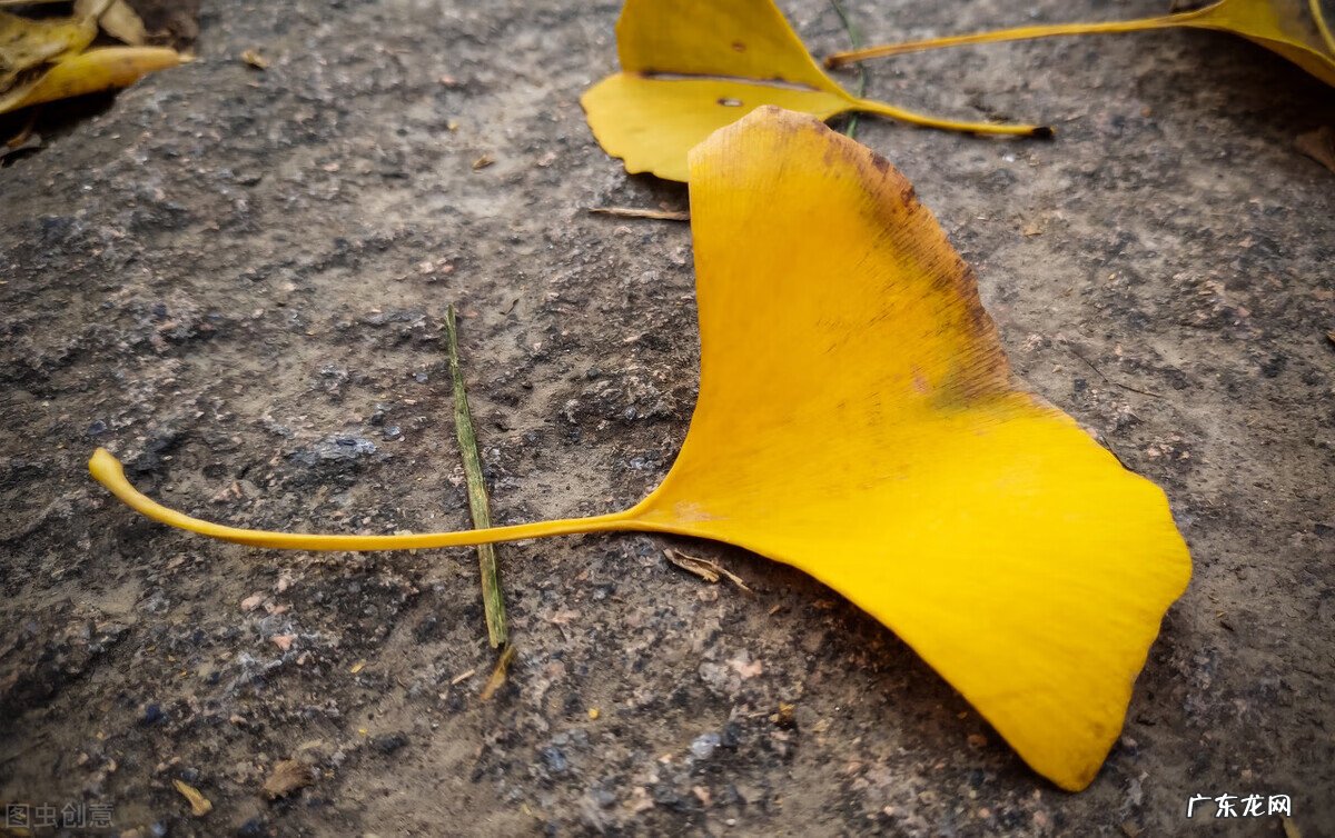 什么的杏叶 银杏叶图的风水
