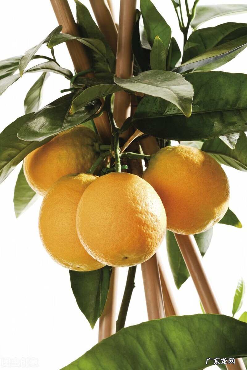 家里种枫树影响风水吗 种枫树风水好吗