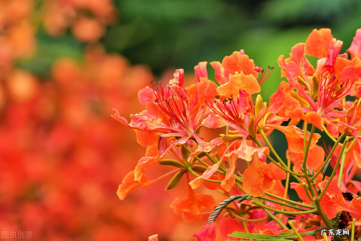 家里种枫树影响风水吗 种枫树风水好吗