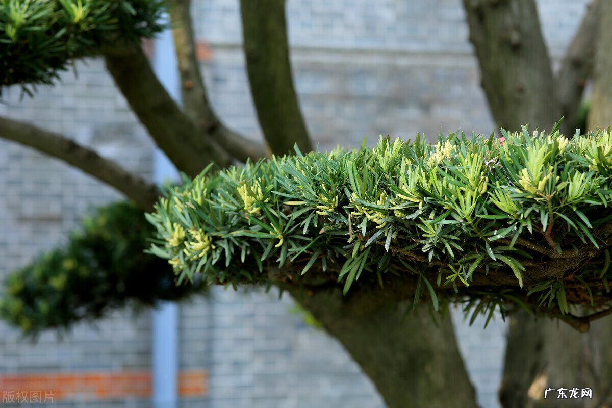 家里种枫树影响风水吗 种枫树风水好吗