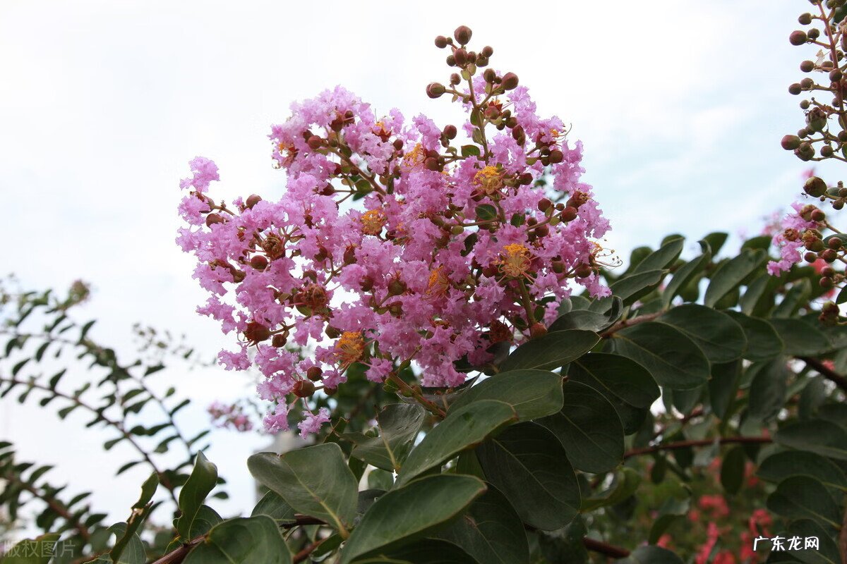 家里种枫树影响风水吗 种枫树风水好吗