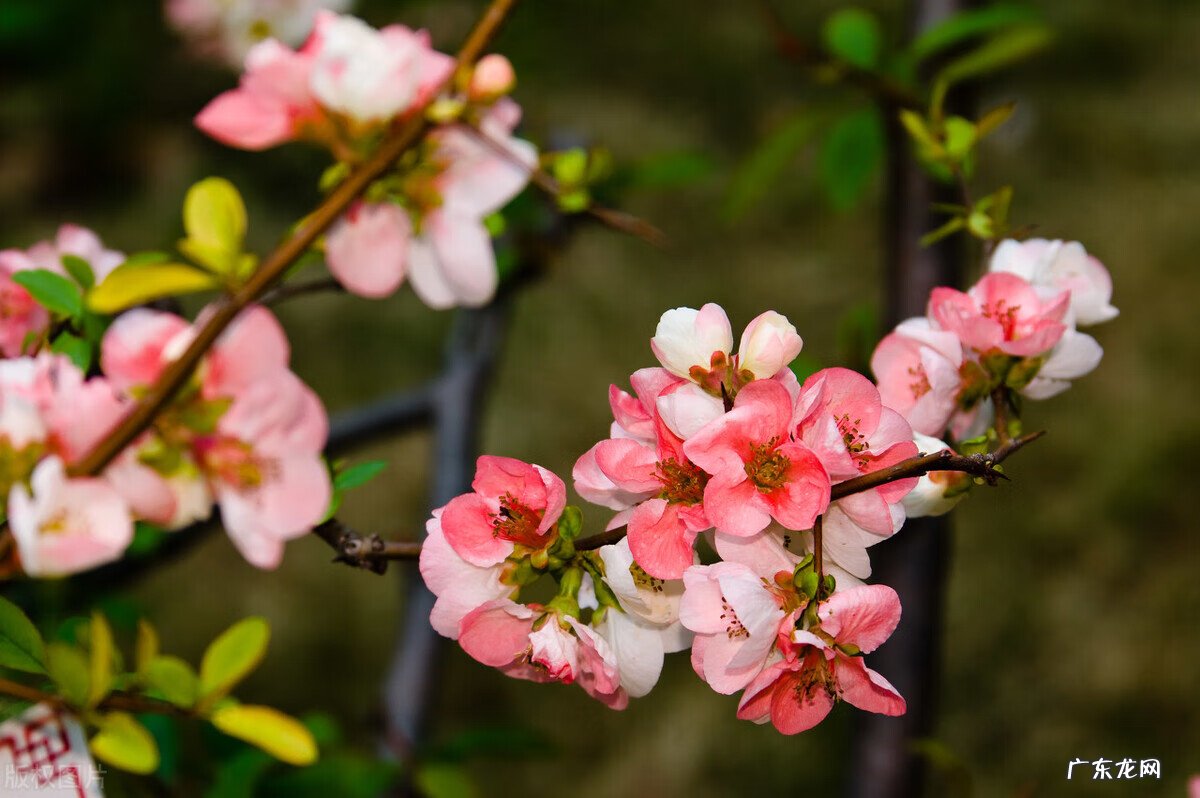 家里种枫树影响风水吗 种枫树风水好吗