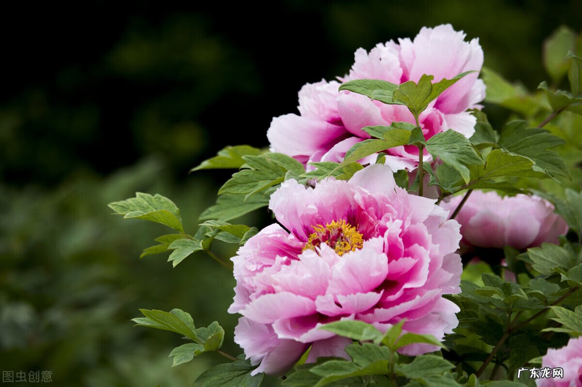 家里种枫树影响风水吗 种枫树风水好吗