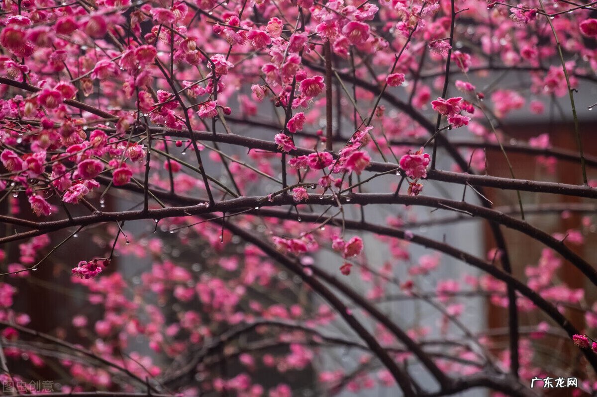 家里种枫树影响风水吗 种枫树风水好吗
