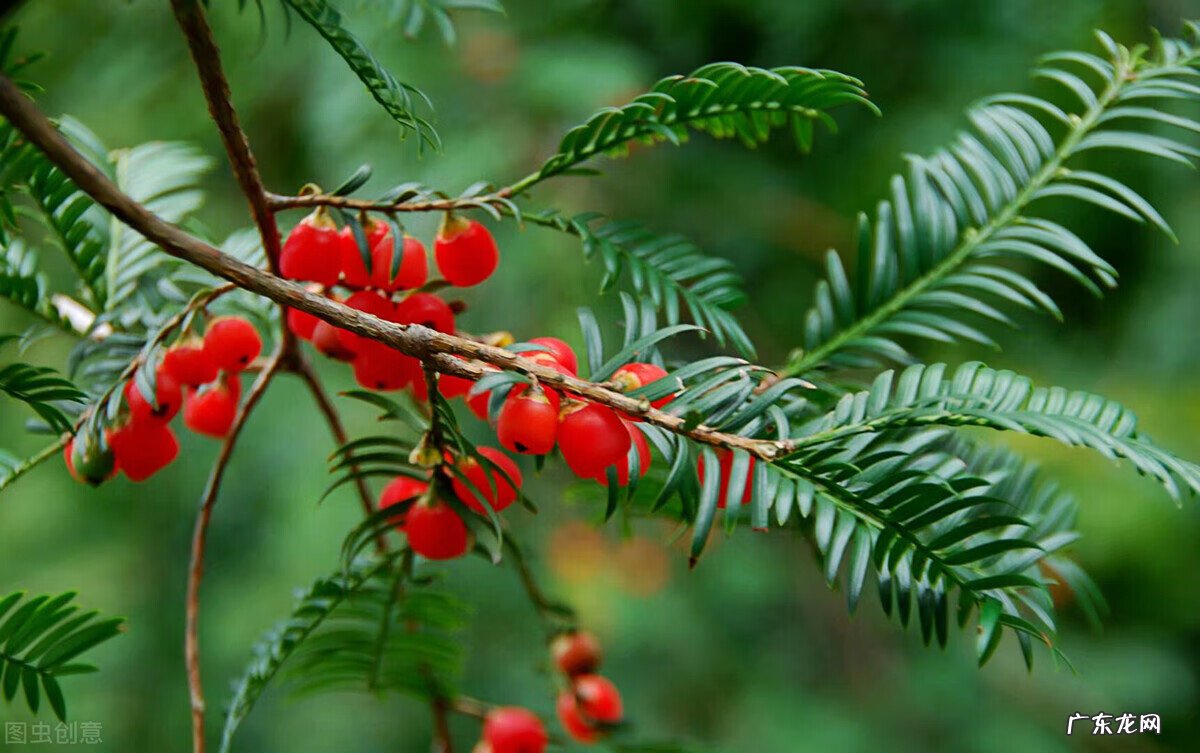 家里种枫树影响风水吗 种枫树风水好吗