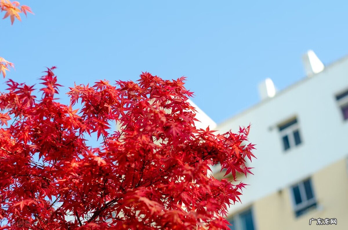 家里种枫树影响风水吗 种枫树风水好吗