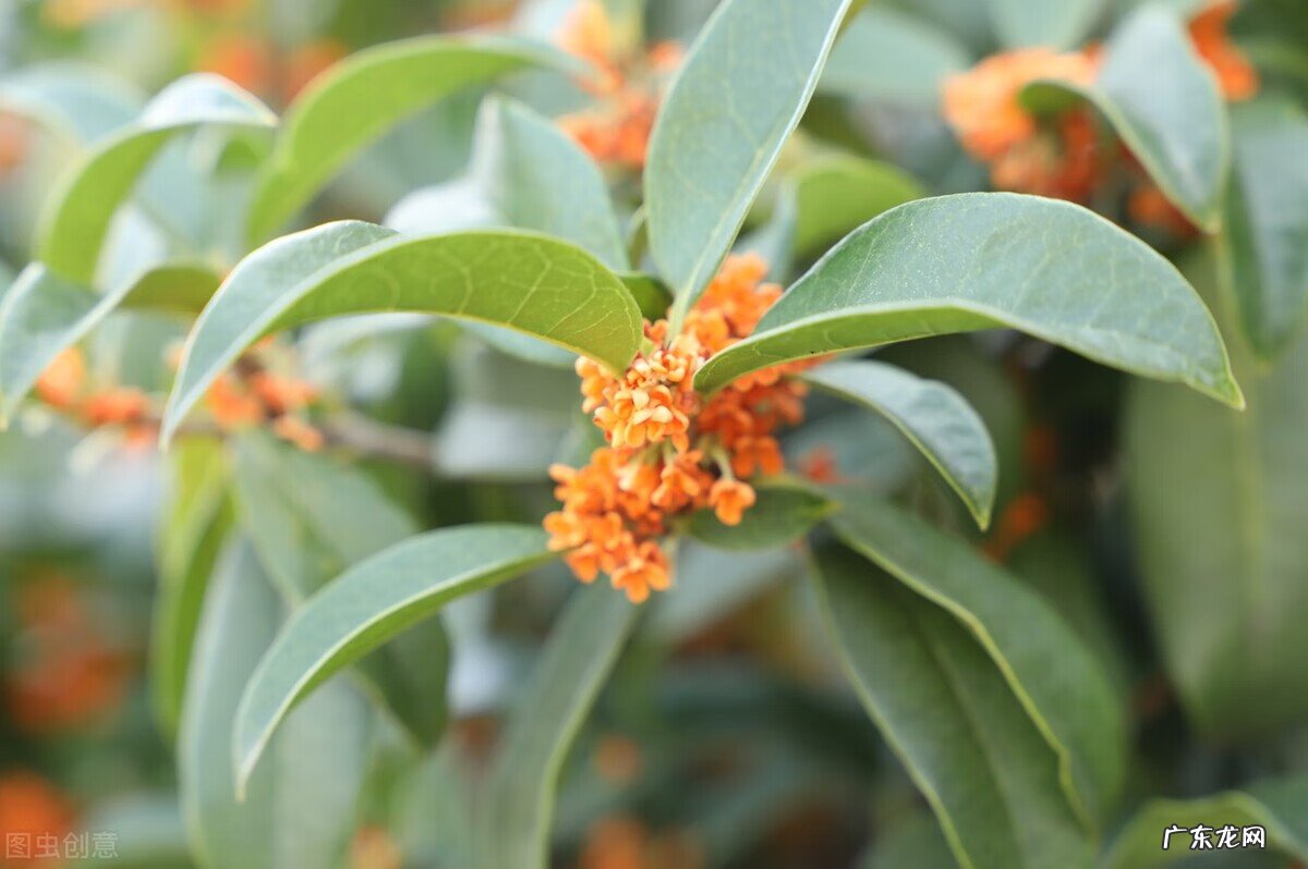 家里种枫树影响风水吗 种枫树风水好吗