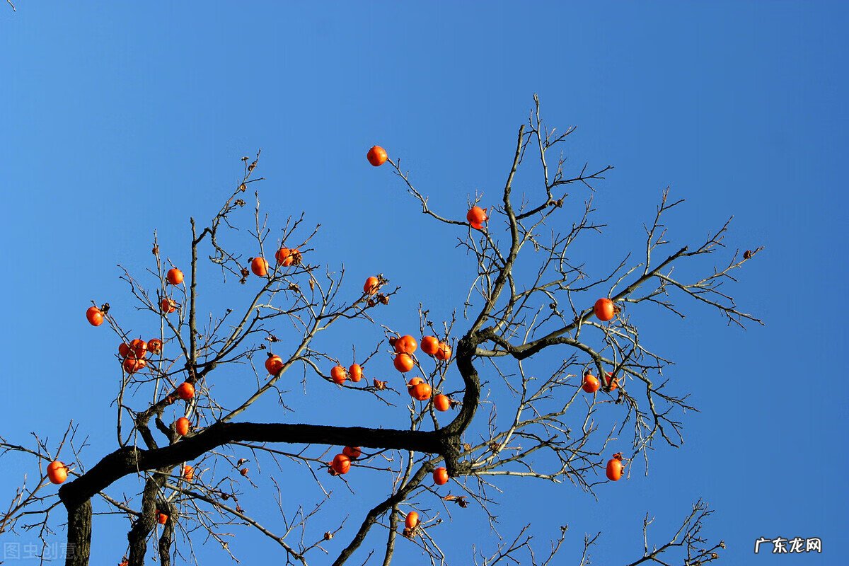 家里种枫树影响风水吗 种枫树风水好吗