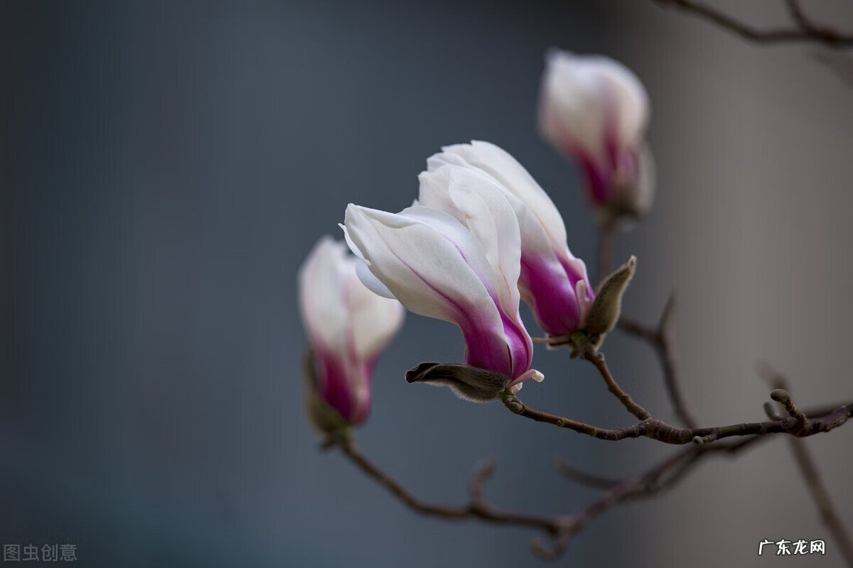 家里种枫树影响风水吗 种枫树风水好吗