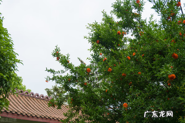家里种枫树影响风水吗 种枫树风水好吗