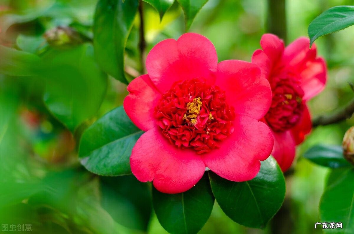 家里种枫树影响风水吗 种枫树风水好吗