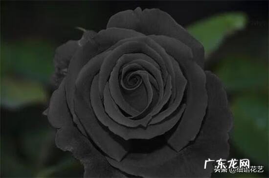 房间摆花风水禁忌 风水花能否摆弄在家里