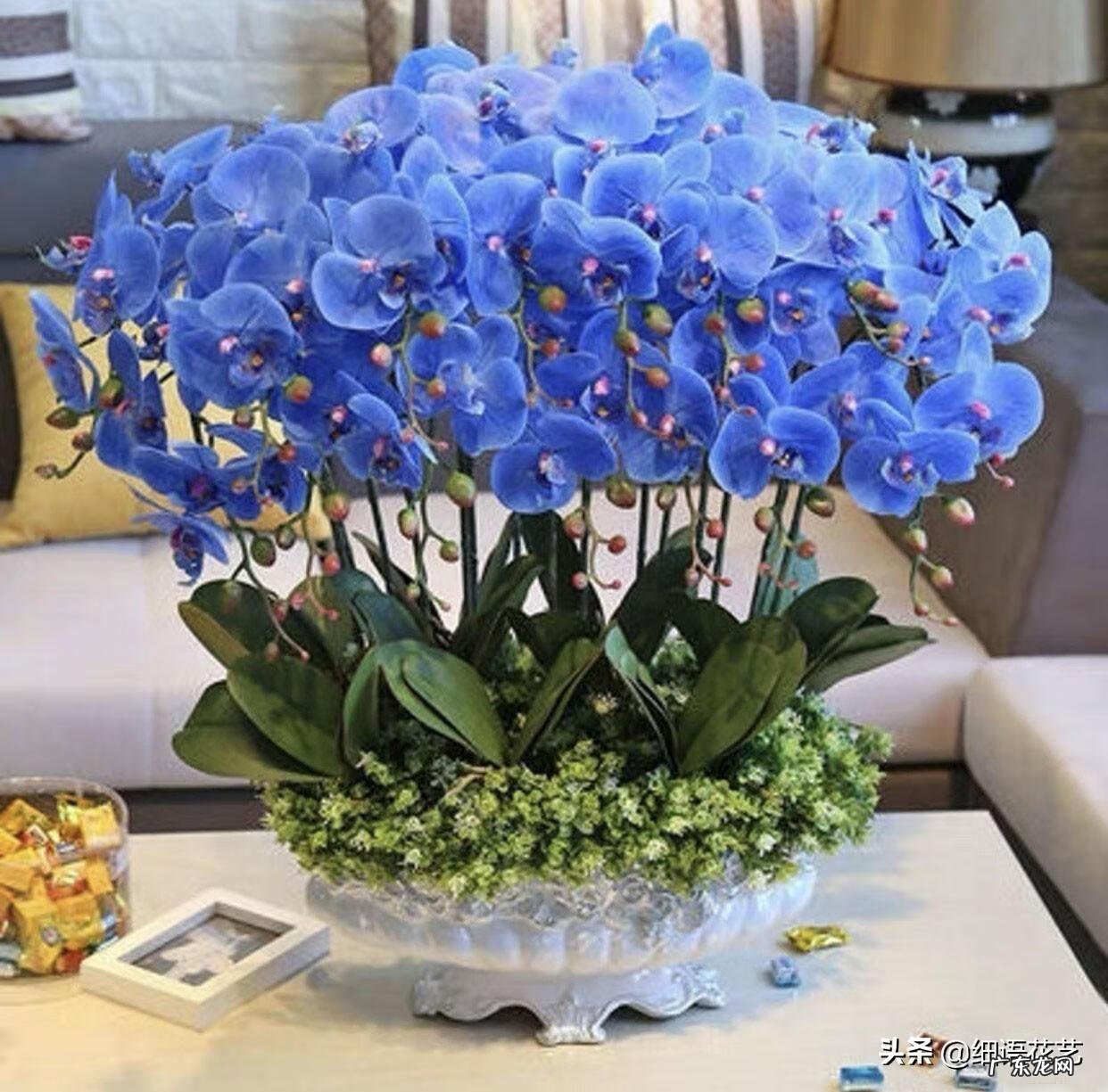 房间摆花风水禁忌 风水花能否摆弄在家里