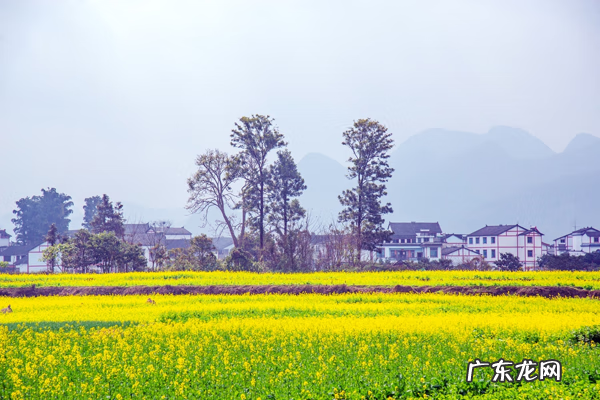 美丽的万峰林 万峰林景色