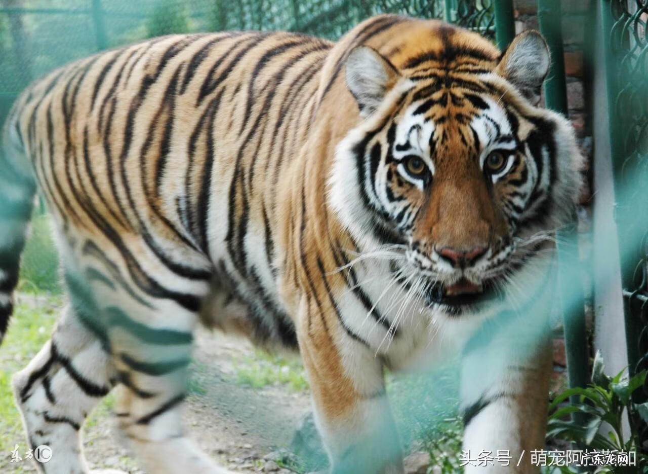 86年虎的财运方位 86属什么虎