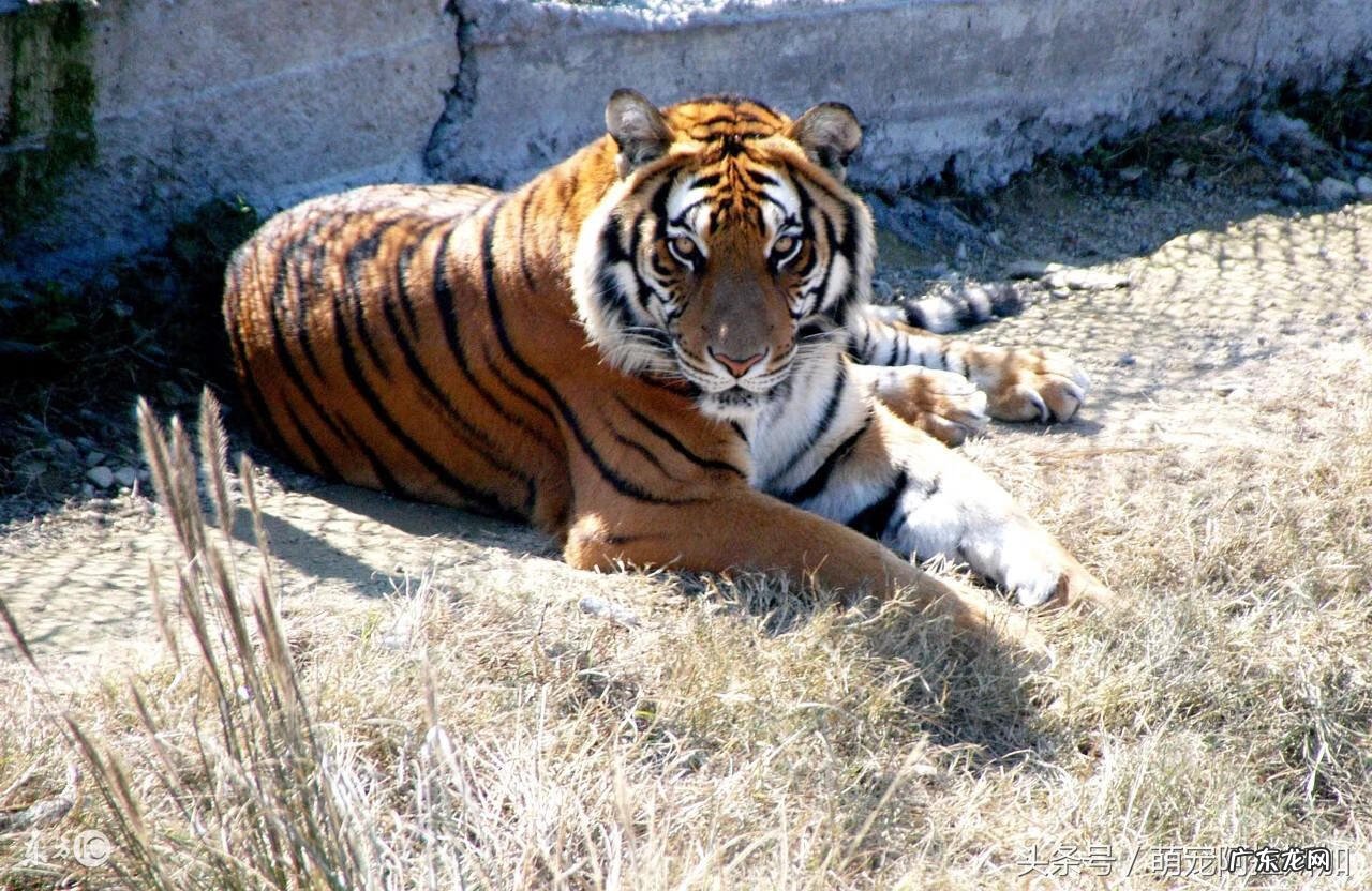 86年虎的财运方位 86属什么虎