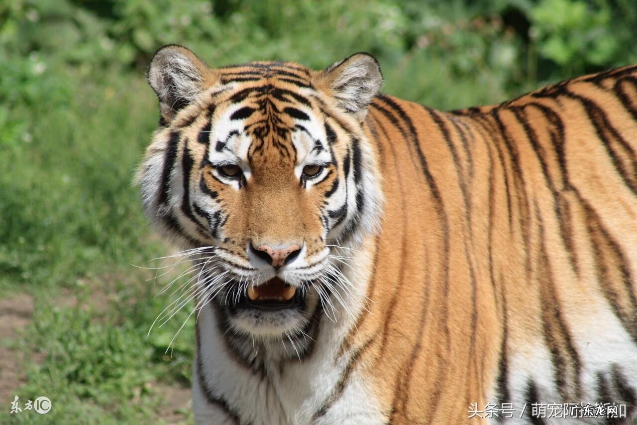 86年虎的财运方位 86属什么虎