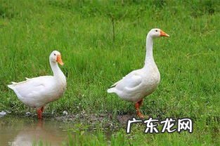 鸭和鹅的杂交暾图片 泰州杂交鹅能长多大