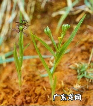 慈菇烧肉 慈菇有毒性吗