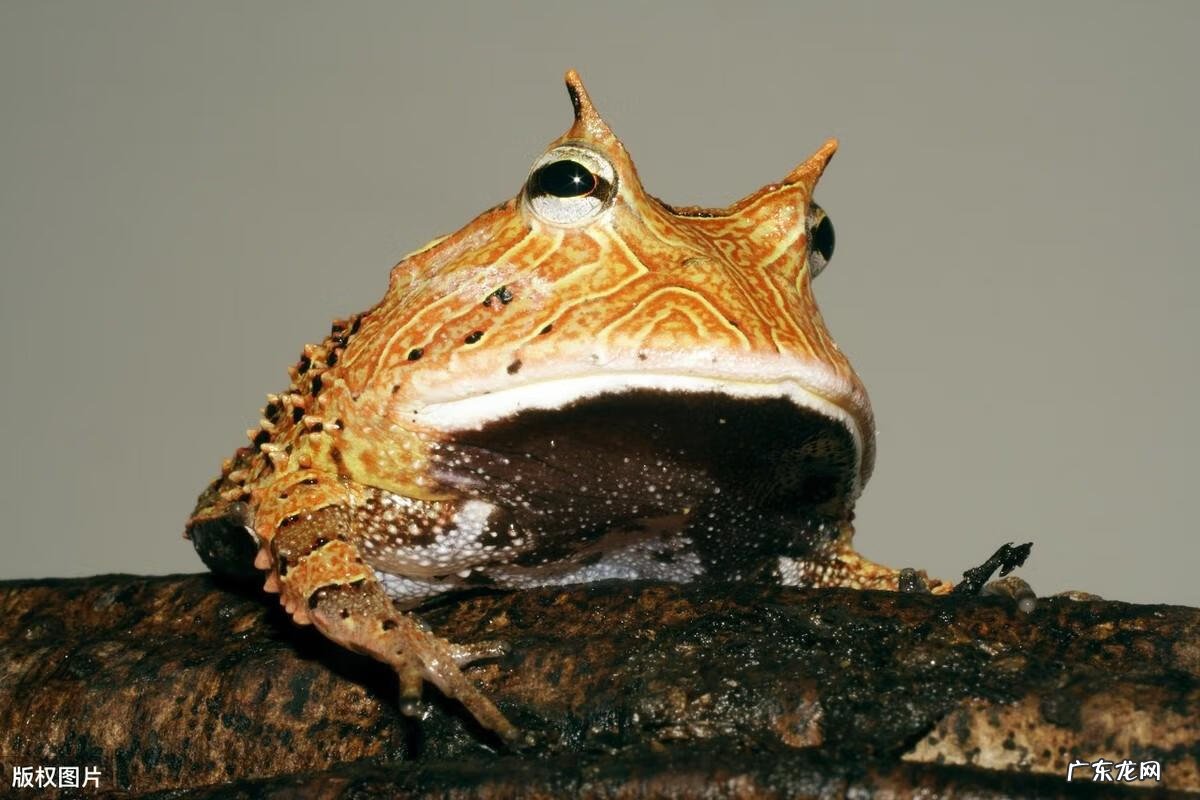 角蛙最贵的品种 霸王角蛙多少钱一只