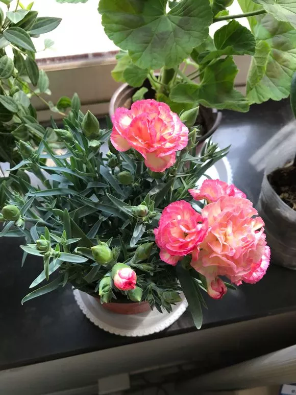 康乃馨花怎么养家庭养法 康乃馨养花技巧